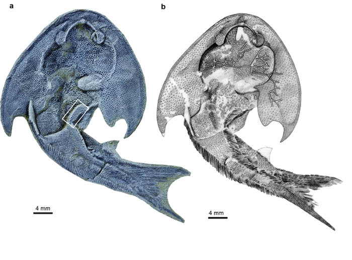 英国《Nature》杂志：4.36亿年前灵动土家鱼为脊椎动物成对附肢起源提供关键化石证据