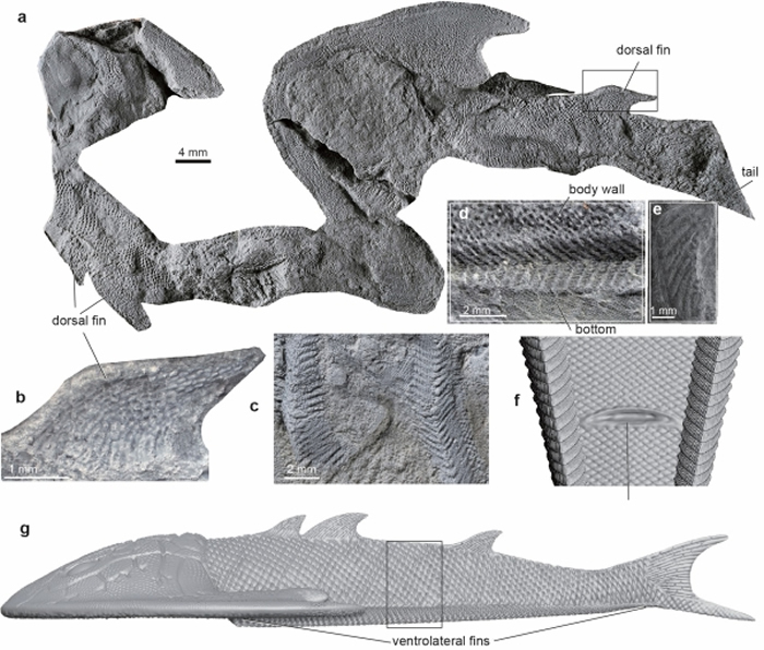 ӢNature־4.36ǰ鶯Ϊ׵ɶԸ֫Դṩؼʯ֤