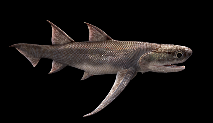 “贵州石阡化石库”发现的黔齿鱼齿旋代表最古老的有颌类牙齿