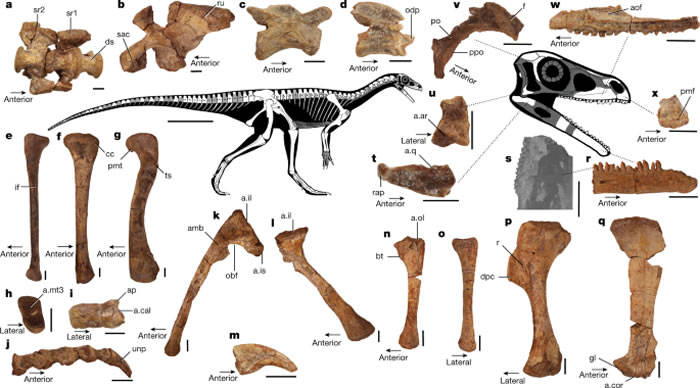 津巴布韦北部发现非洲最古老恐龙Mbiresaurus raathi