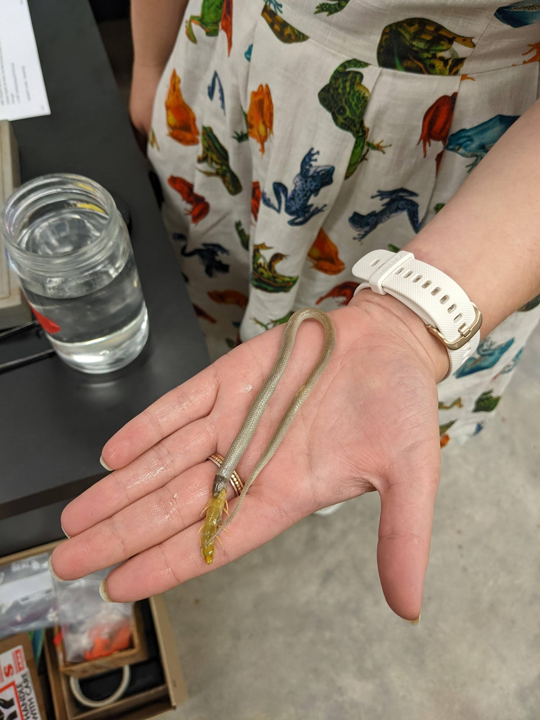 北美洲最稀有的蛇——Tantilla oolitica边缘岩冠蛇被发现死亡:或因吞食蜈蚣窒息