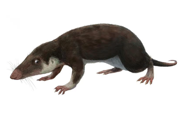 研究人员重建所有哺乳动物最早的共同祖先的基因组