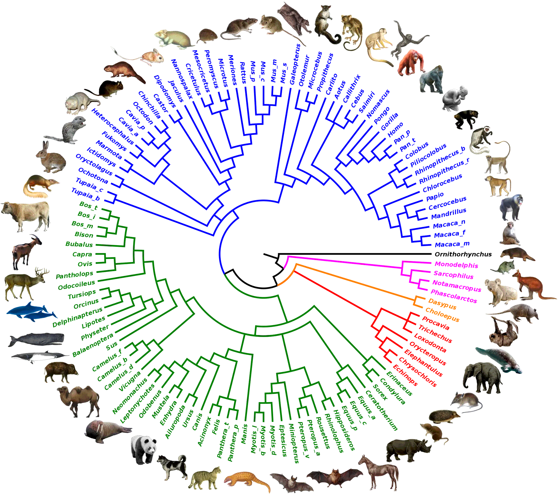 研究人员重建所有哺乳动物最早的共同祖先的基因组