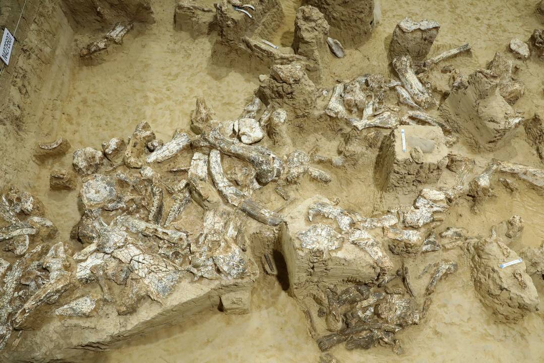 直击郧县人3号头骨化石遗址：挖掘似外科手术，其将提升东亚直立人演化进程的精准研究