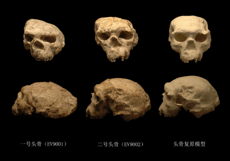 直击郧县人3号头骨化石遗址：挖掘似外科手术，其将提升东亚直立人演化进程的精准研究