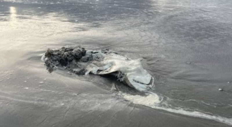 新西兰陶朗加海滩大白鲨尸体内脏被掏空 海洋生态学家:可能遭到虎鲸攻击