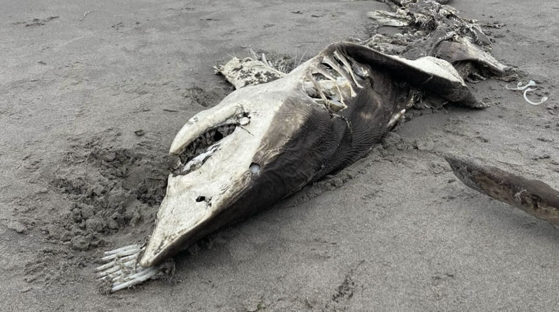 新西兰陶朗加海滩大白鲨尸体内脏被掏空 海洋生态学家:可能遭到虎鲸攻击
