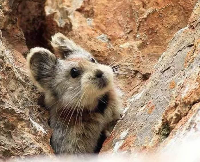 新疆特有伊犁鼠兔时隔20多年来再度被拍摄到 吃天山雪莲维生