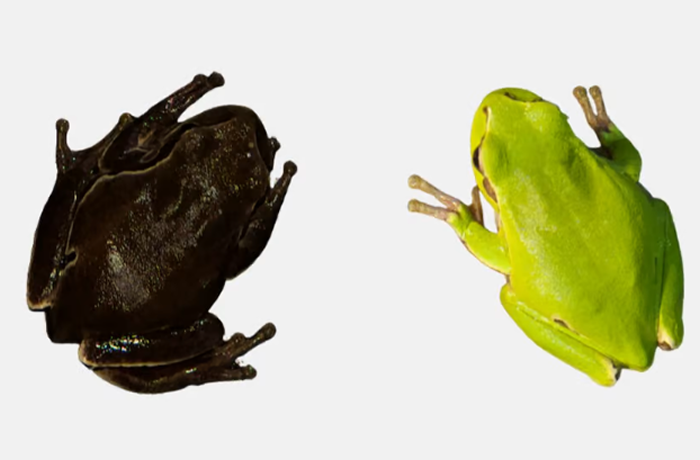 《进化应用》杂志：进化在发挥作用 切尔诺贝利禁区内的青蛙变黑