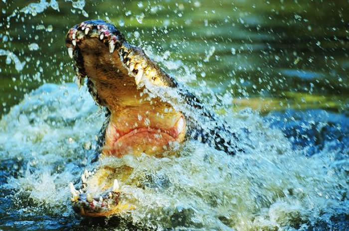 ͲΤΪ5ͷ󹥻 Ȼ⵽㹥