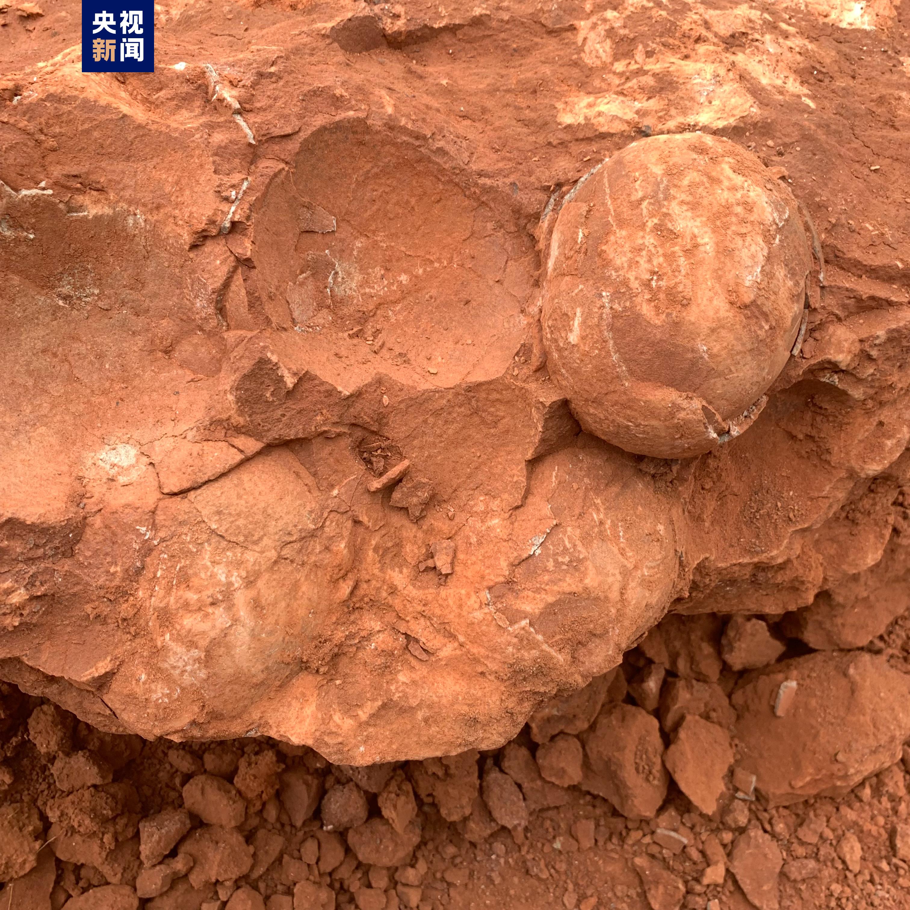 江西武宁发现7000万年前恐龙蛋化石