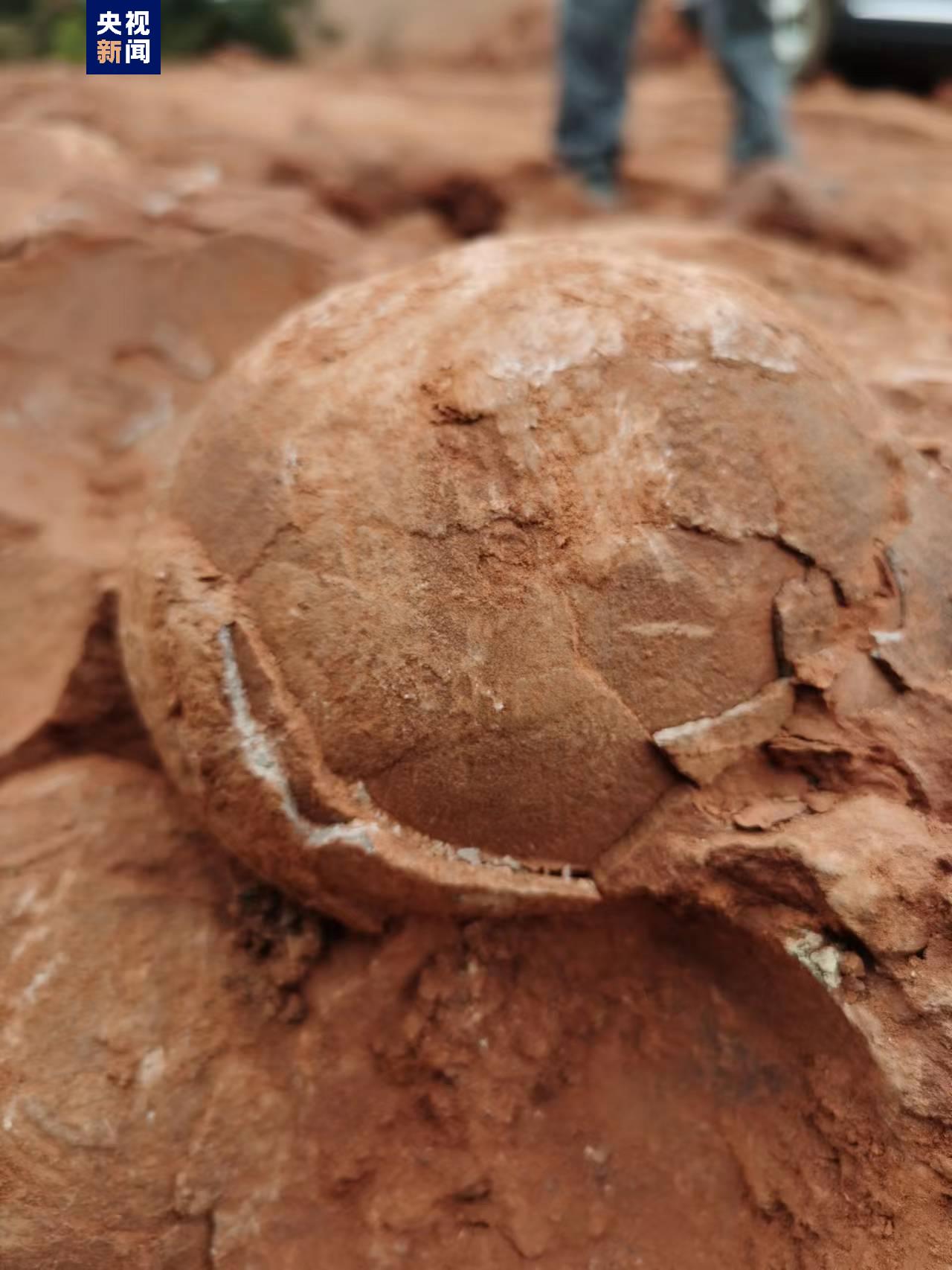 江西武宁发现7000万年前恐龙蛋化石