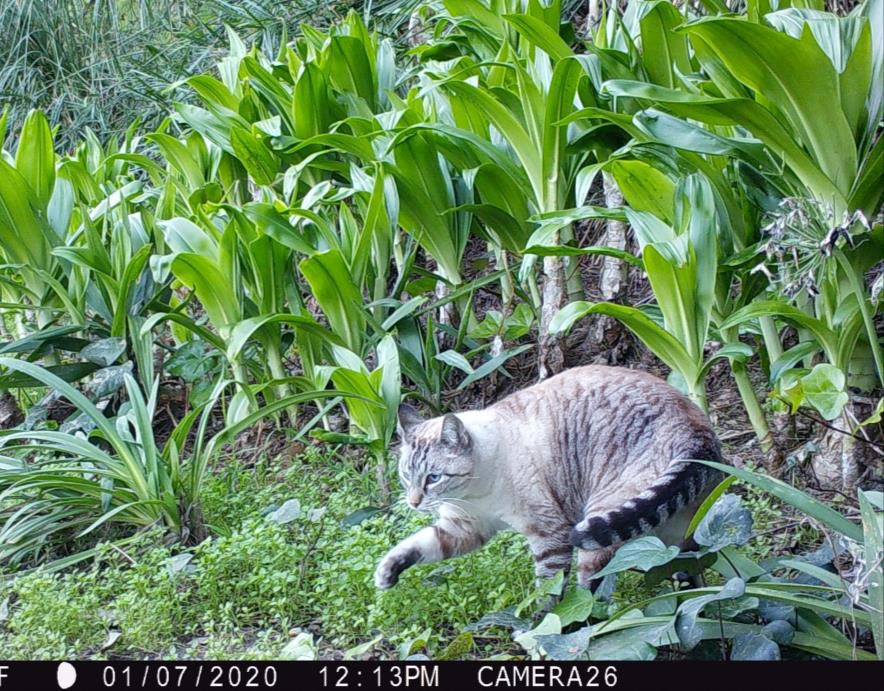 美国洛杉矶郊狼食物中的近20%竟然是家猫