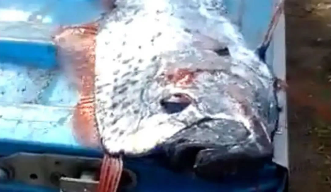 墨西哥渔民在锡那罗亚捕获超级巨大的皇带鱼 当地民众担心可能有大地震发生