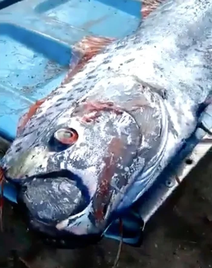 墨西哥渔民在锡那罗亚捕获超级巨大的皇带鱼 当地民众担心可能有大地震发生