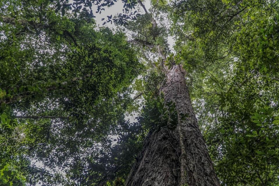 巴西亚马孙雨林地区的伊拉塔普鲁河自然保护区发现世界最高的树 亚马孙乌木高达88.5米