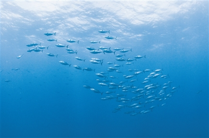 全球变暖如何影响海洋生命?新研究发现:在地球历史暖期 海洋缺氧区竟曾缩小