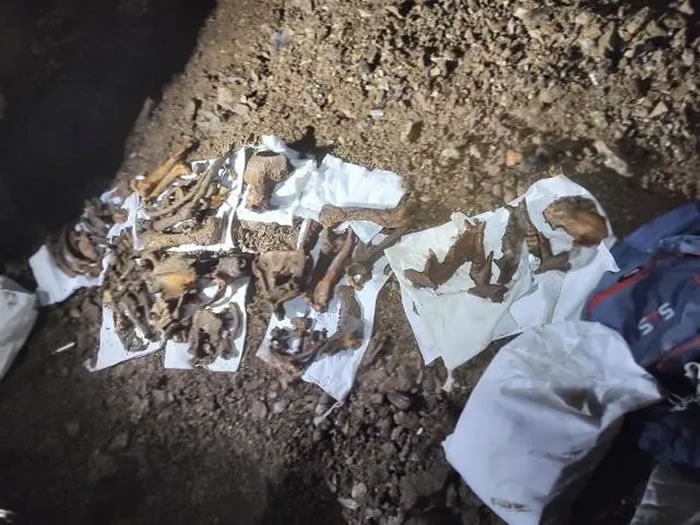 湖南湘西龙山县洞穴发现大熊猫骨骼化石