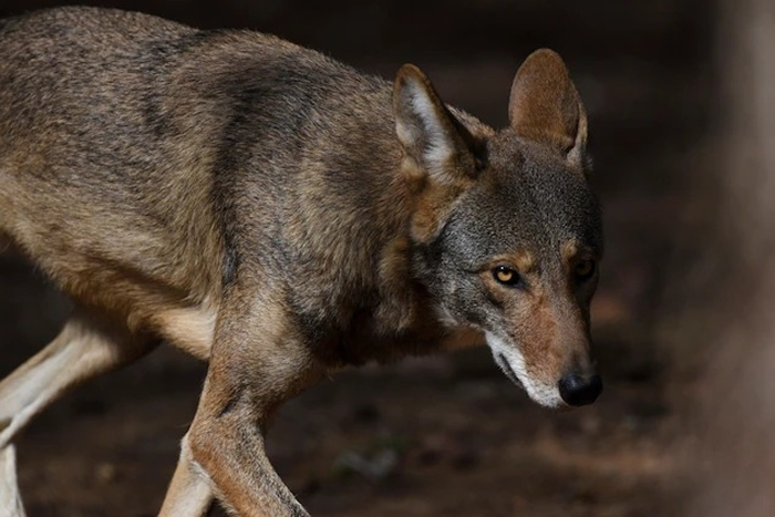 ¶ݲŬӣChattanooga˼ֲ԰ȻģReflection Riding Arboretum and Nature Cent