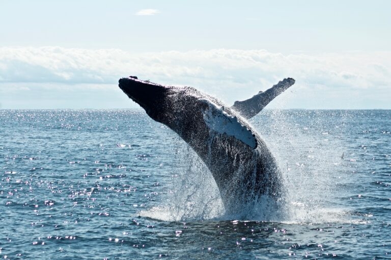 中国历史上鲸鱼海豚现身、搁浅文献记录 吞船大鱼，海上之“猪”？