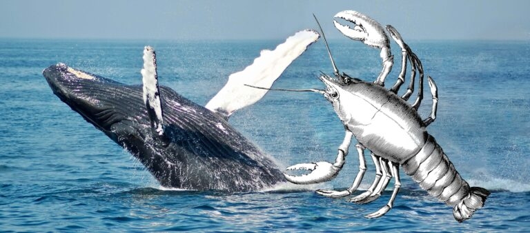 中国历史上鲸鱼海豚现身、搁浅文献记录 吞船大鱼，海上之“猪”？