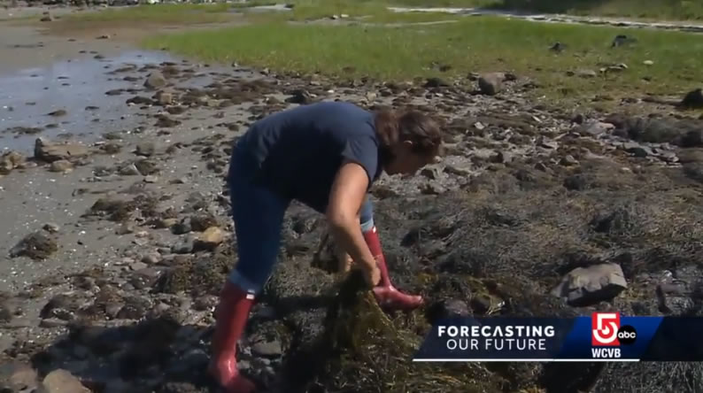 美国阿拉斯加捕蟹季宣布取消捕捞活动 3年内松叶蟹数量锐减70亿只