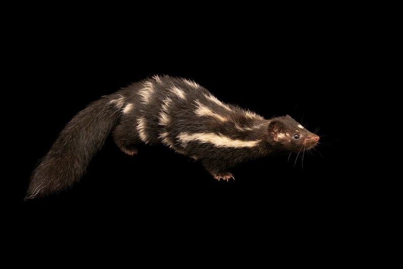 狮虎、斑马马与北极灰熊:动物为什么会杂交?