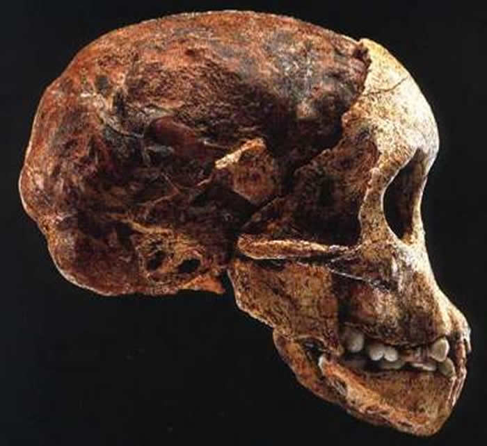 云南发现的古猿是人还是猿?