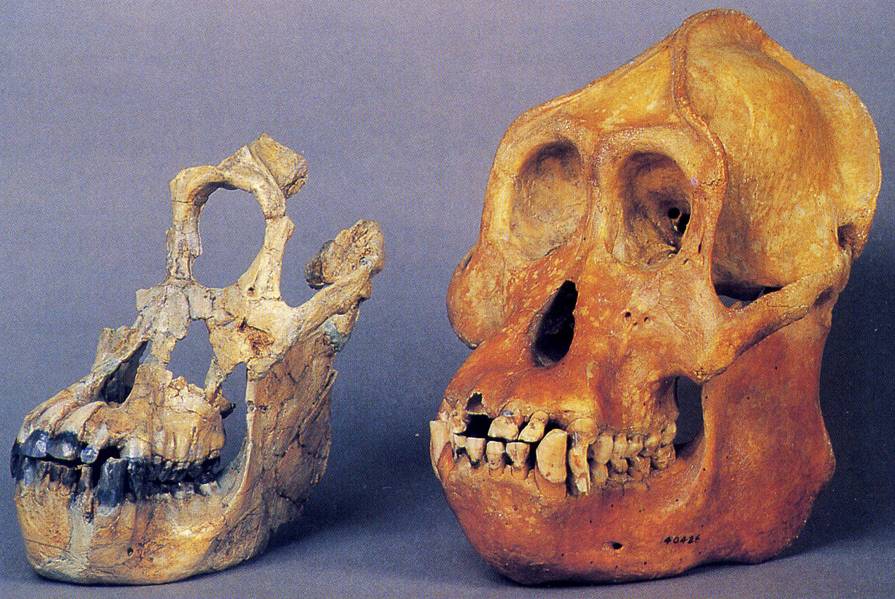 云南发现的古猿是人还是猿?