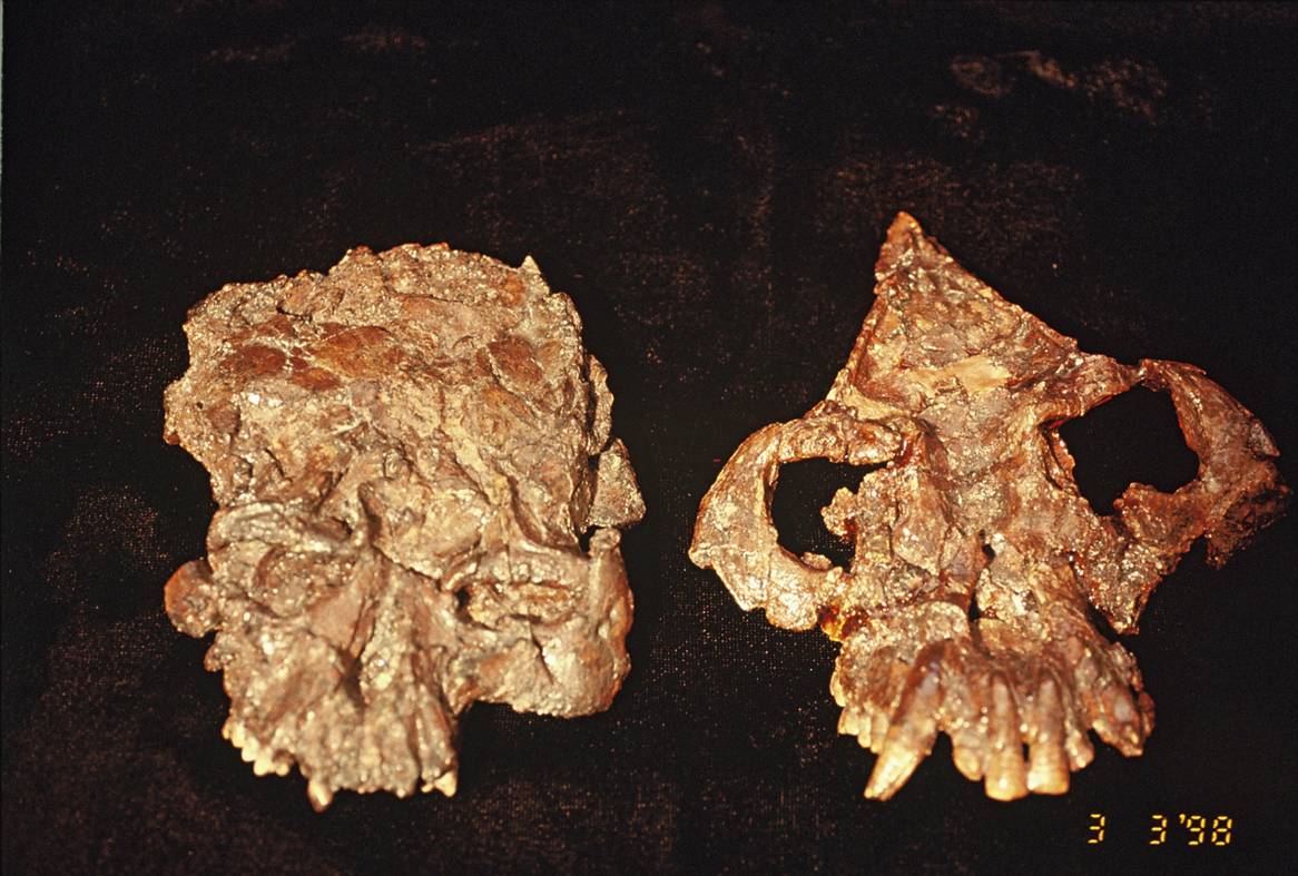 云南发现的古猿是人还是猿?