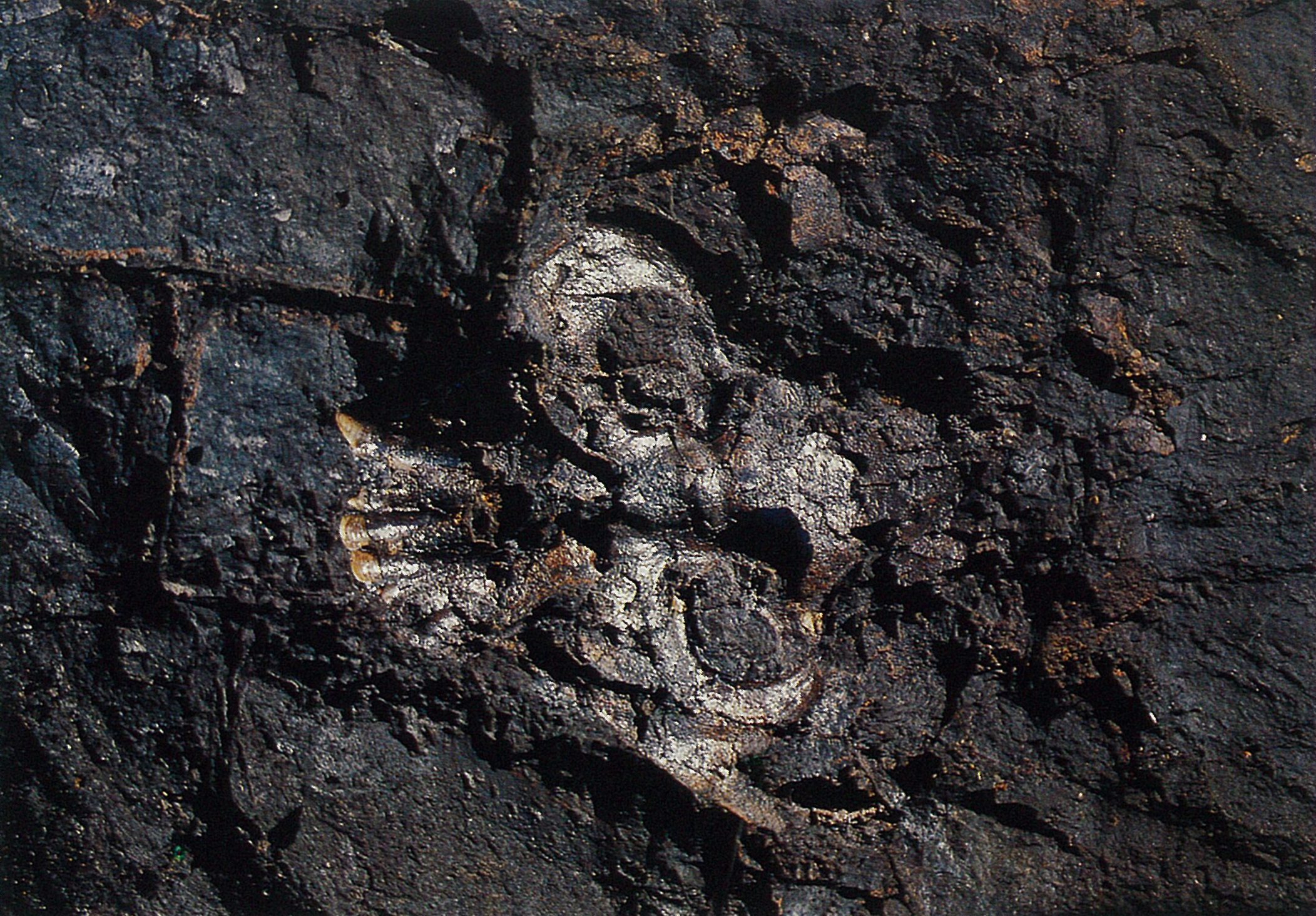 云南发现的古猿是人还是猿?