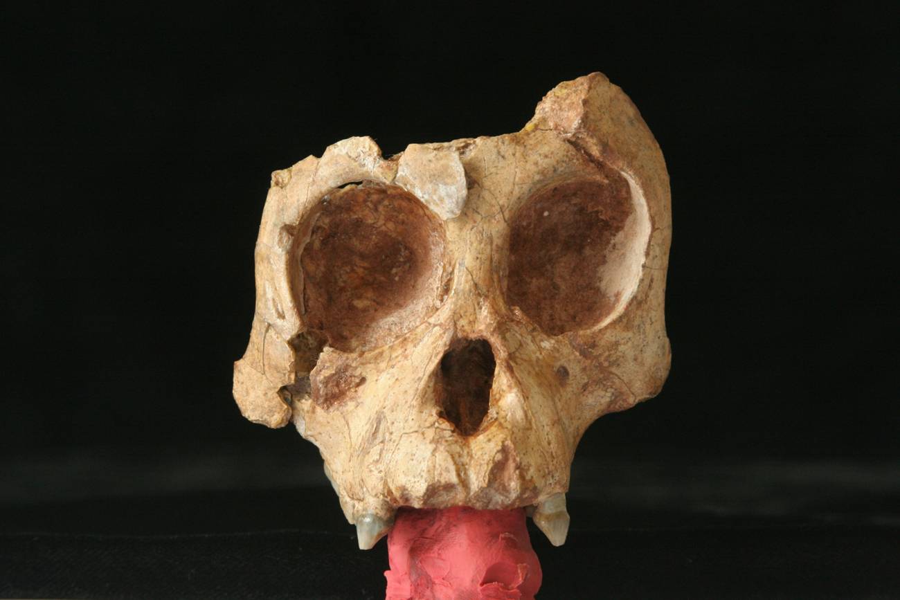 云南发现的古猿是人还是猿?