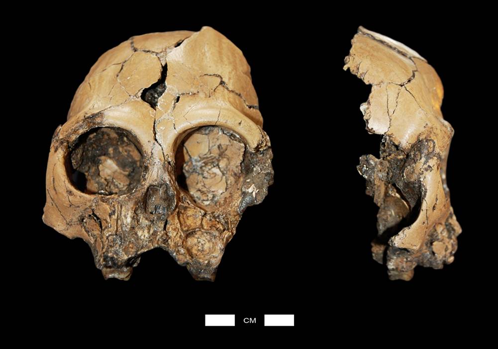 云南发现的古猿是人还是猿?