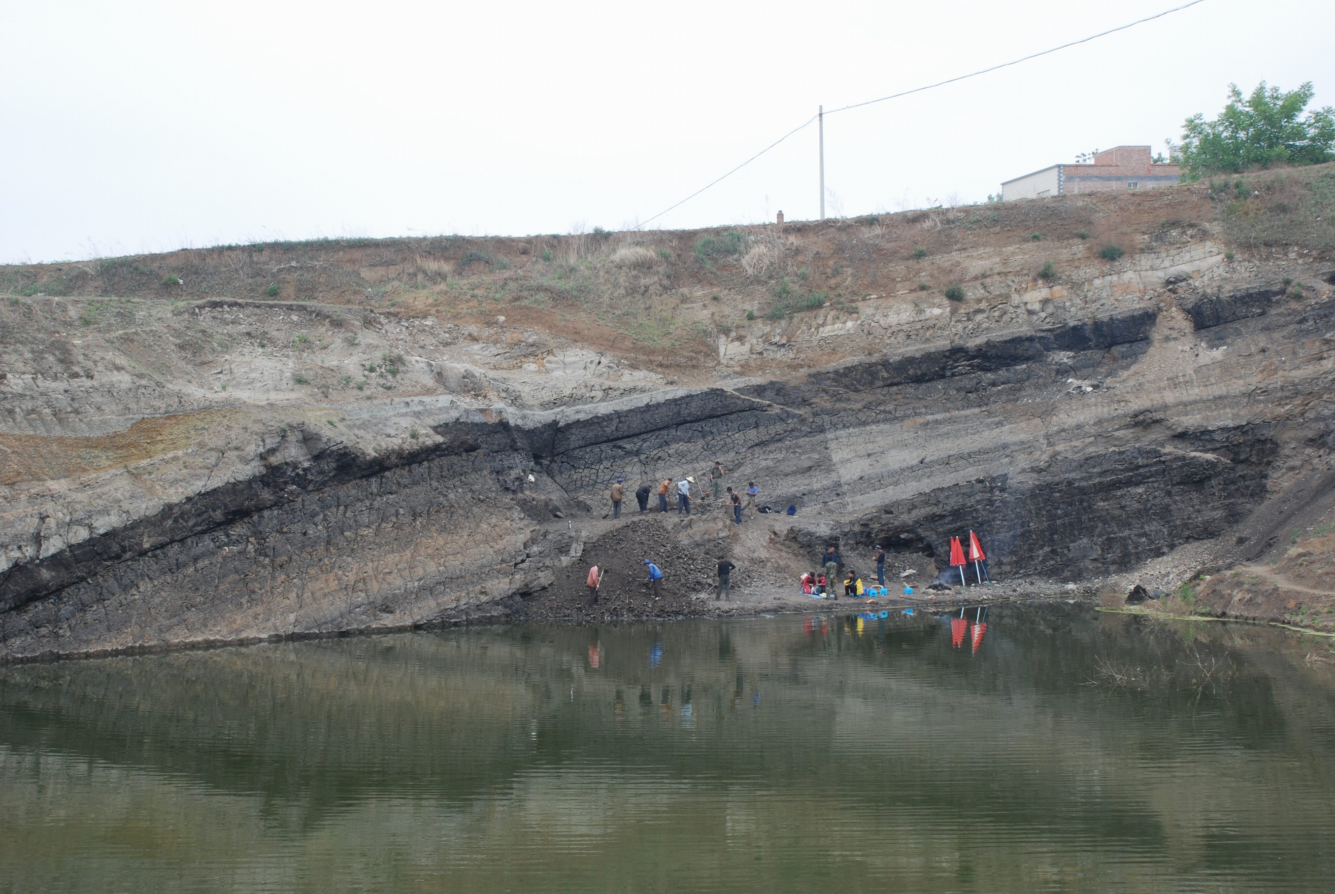 云南发现的古猿是人还是猿?