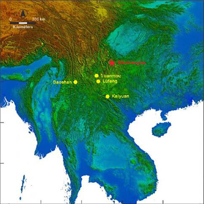 云南发现的古猿是人还是猿?