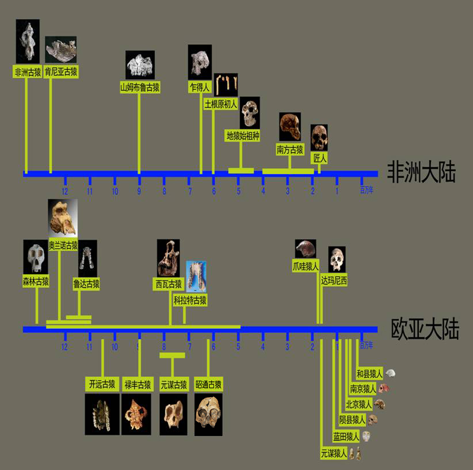 云南发现的古猿是人还是猿?