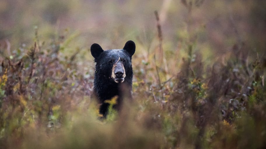 �������˵ҿ����ش�113������ܴ�����լ 10����ͯ��㱻����