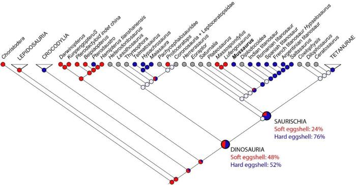 如果鼠龙蛋为硬壳,最早的恐龙蛋有52%的可能性为硬壳(引自论文)。中科院古脊椎所 供图