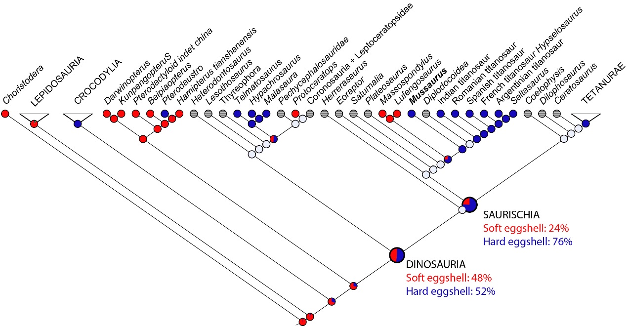 如果鼠龙蛋为硬壳,最早的恐龙蛋有52%的可能性为硬壳(引自论文)