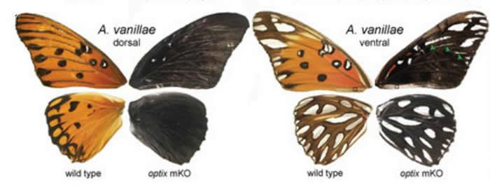古老的调节基因元件是蝴蝶翼翅图案演变的基础