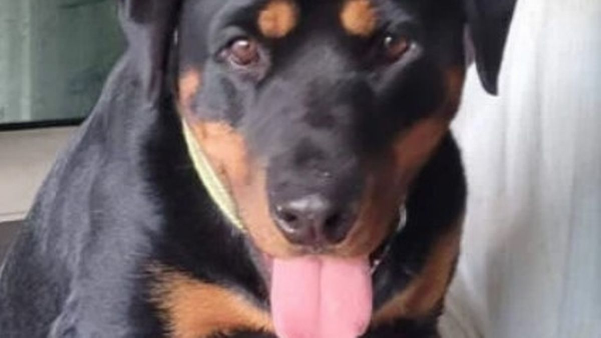 澳洲71岁女子遭凶猛袋鼠攻击 罗威那犬英勇护住搏斗45分钟