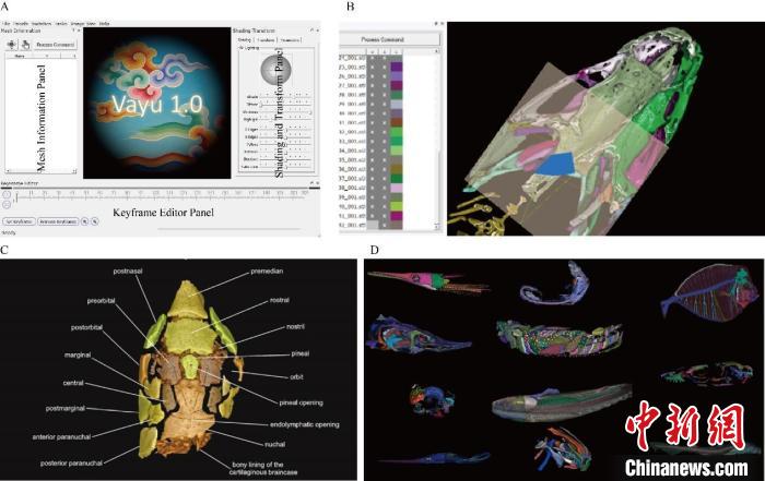 中科院古脊椎所团队研发化石三维建模可视化专用软件 面向全球免费共享