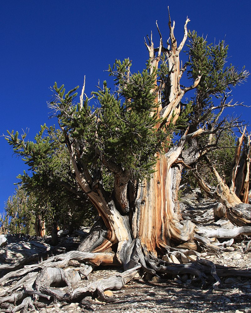 《生态学与进化趋势》杂志：保护非常古老的树木可以帮助缓解气候变化的影响