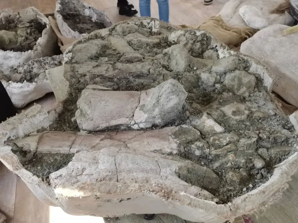 吉林省延吉市发掘出20余件恐龙化石