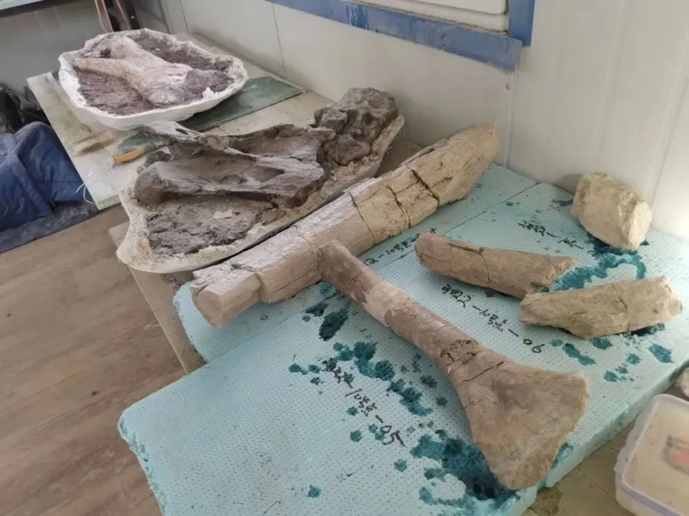 吉林省延吉市发掘出20余件恐龙化石