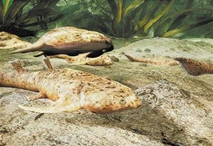 “从鱼到人”是历时5亿多年的演化 新研究揭秘关键环节