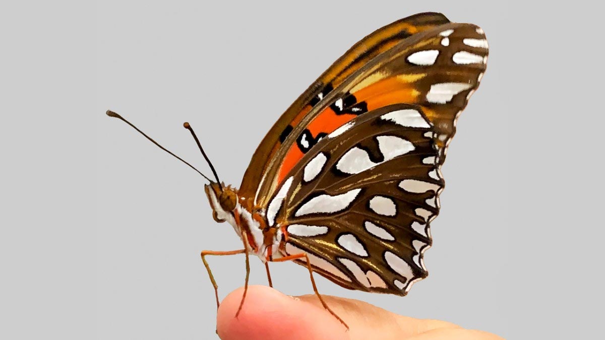 基因编辑的蝴蝶突变体揭示古代