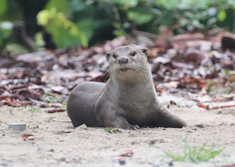 新加坡国家公园局助水獭搬迁 缓解野生动物与人类冲突