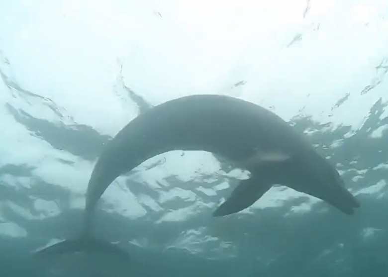 韩国最后一条饲养于水族馆的印度太平洋宽吻海豚获放归大海