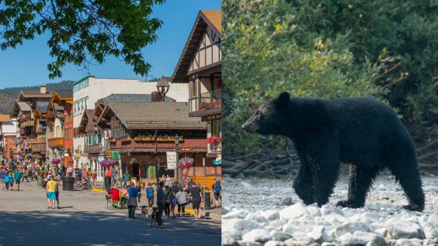 美国华盛顿州女子遛狗时被巨大黑熊从背后扑倒 出拳狂揍黑熊的鼻子成功把熊吓跑